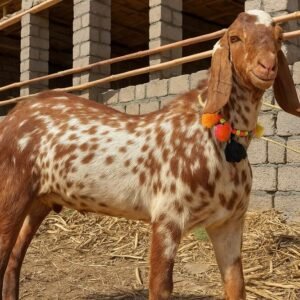 Eid Qurbani Goat Delivery