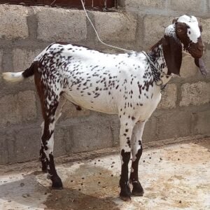 Goat Home Delivery Lahore