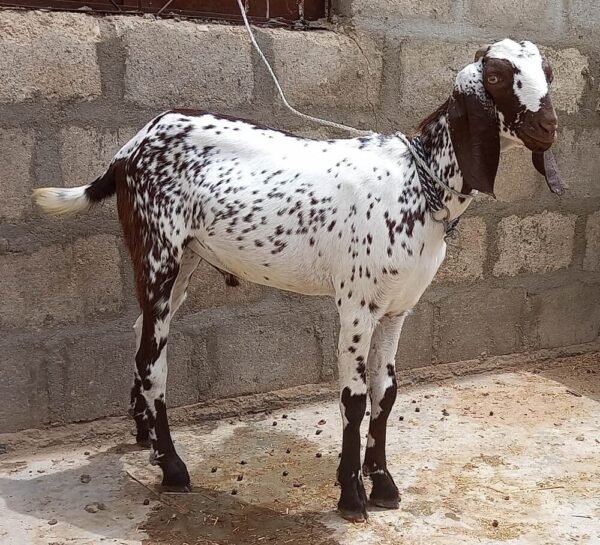 Goat Home Delivery Lahore