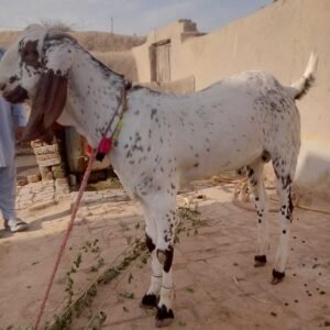 Online Qurbani Lahore