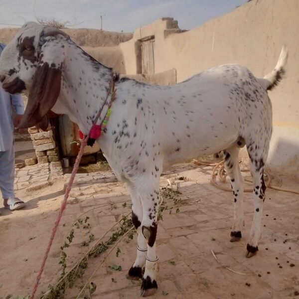 Online Qurbani Lahore