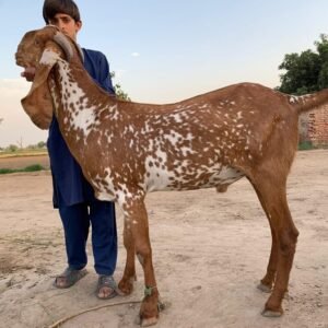 Qurbani Ke Bakray Online