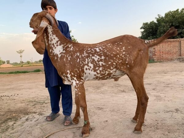 Qurbani Ke Bakray Online